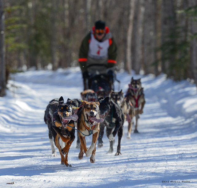 The Open North American Championship sprint dog races.
