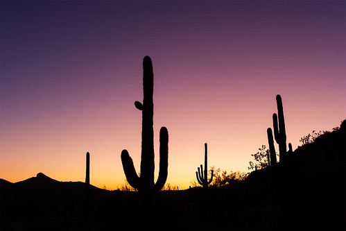 arizona saguaro