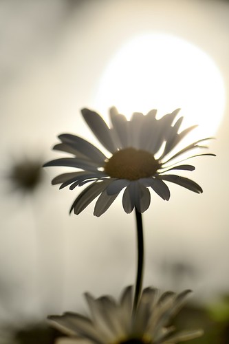 sunset flower nikon midsummer daisy d800