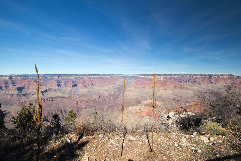 plants, Grand Canyon, Arizona, USA