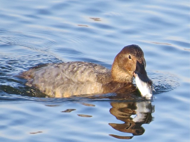 Canvasback at Lake Bloomington in McLean County, IL 13
