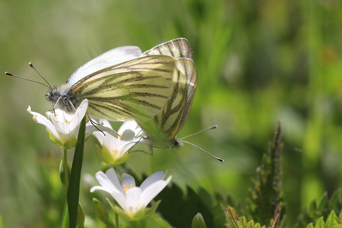 france butterfly butterflies lepidoptera papillon pieridae pierinae