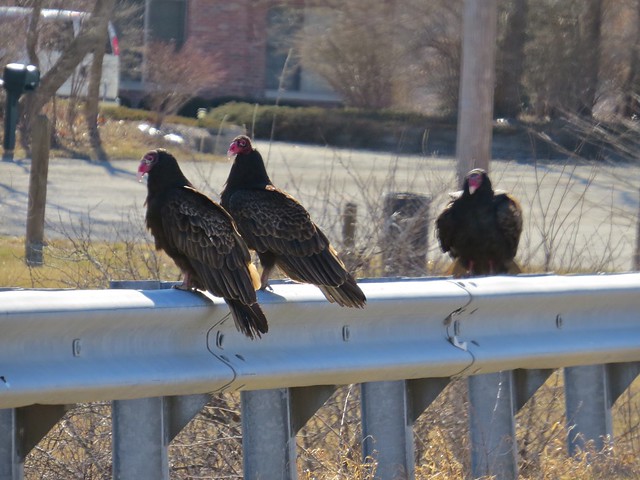 Turkey Vulture at Lake Bloomington in McLean County, IL