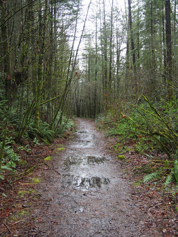 Snoqualmie Valley Trail Right-of-Way: This continues past the tunnel, but doesn't appear to actually go anywhere