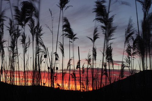 sunset sky italy reed silhouette evening countryside spring wind pentax lazio k5 2015 ξssξ®®ξ