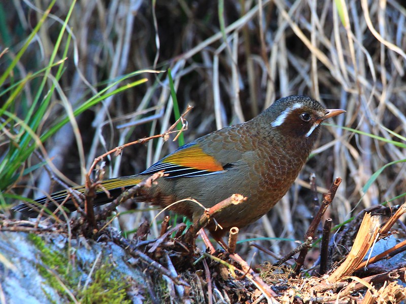 IMG_0361 金翼白眉 White-whiskered Laughingthrush