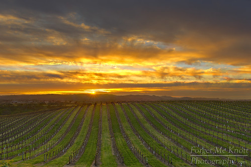 california sunset storm clouds sunrise vineyard colorful wine cloudy winery sunburst starburst pasorobles sunflare eberle brianknott forgetmeknottphotography fmkphoto