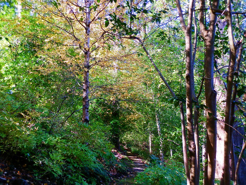 Mt Lofty Botanic Gardens Woodland Pathway