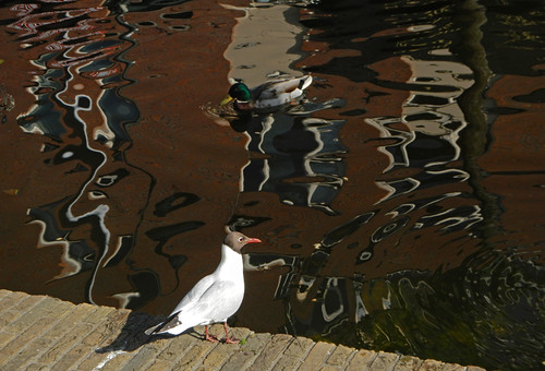 Birds on one of Delft's canals (Holland)