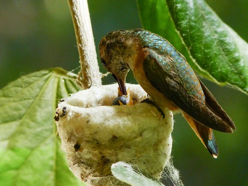 Finally, two baby Allen's Hummingbirds are visible.