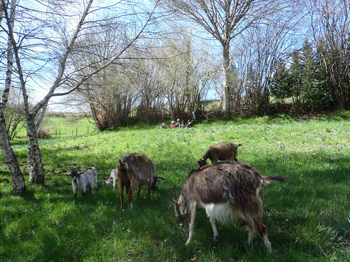 tricot goats auvergne cabras chèvre massifcentral cantal chevreaux margeride chabre hautesterres lobeç marjarida chabrit métiersautrement
