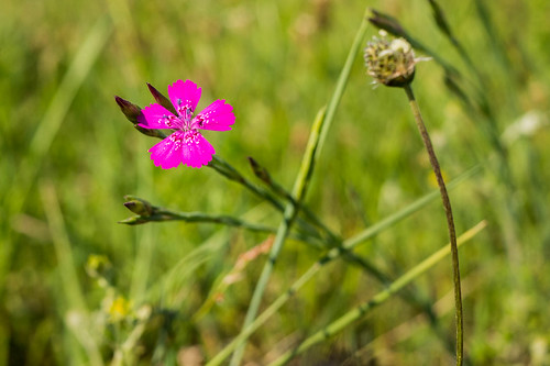 pink deutschland gras blume sonne niedersachsen höhbeck