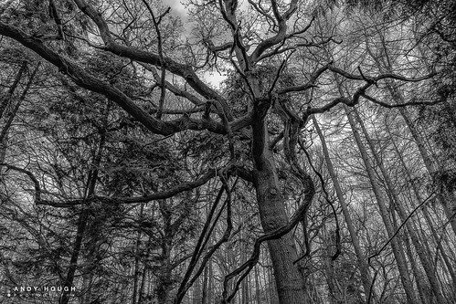 trees england blackwhite unitedkingdom sony dorchester a99 sonyalpha andyhough slta99v littlewittenhamwood andyhoughphotography