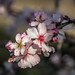 Ibiza - Almond Blossom