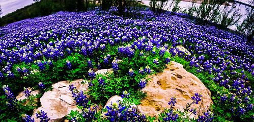 flower nature spring bluebonnet springflowers bluebonnets