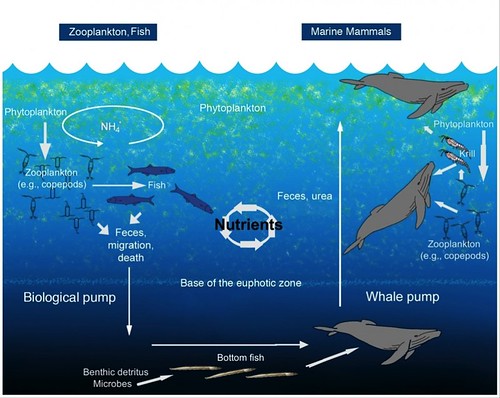 鯨魚糞便使遠洋也能降下營養的海洋雪。