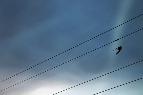 colorado morgancounty nature pole bird cylon cylonwarbird silhouette lines wires pinnacle bbb onsmugmug bbbb minimaltop7