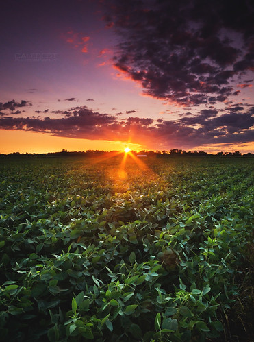soy field sunrise morning soybean crop farm bean sun flare burst sunburst light firstlight color colour colourful colorful sky clouds warm summer vertical belleriver ontario windsoressex essexcounty canada landscape photography landscapephotography