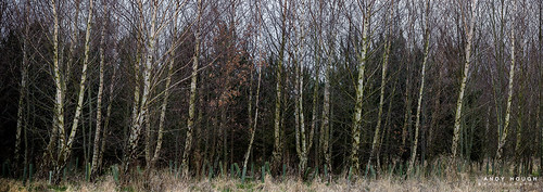trees england unitedkingdom sony birch silverbirch littlewittenham a99 sonyalpha andyhough paradisewood earthtrust slta99v andyhoughphotography