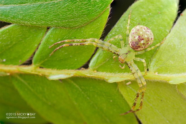 Crab spider (Epidius sp.) - DSC_4988