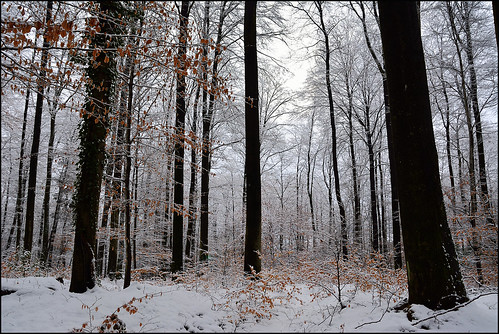 trees winter snow nature forest landscape nikon contemporary hiver sigma arbres neige paysage d7100 foréts 1770f284dcoshsmc