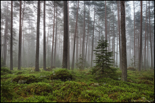morning trees tree fog pine forest moss skog fir gran tall hdr träd morgon mossa dimma lingonris lingonbush