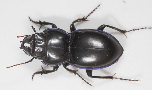 insect beetle northcarolina piedmont coleoptera eol carabidae canonefs60mmf28macrousm scaritinae pasimachus taxonomy:binomial=pasimachuspunctulatus pasimachuspunctulatus