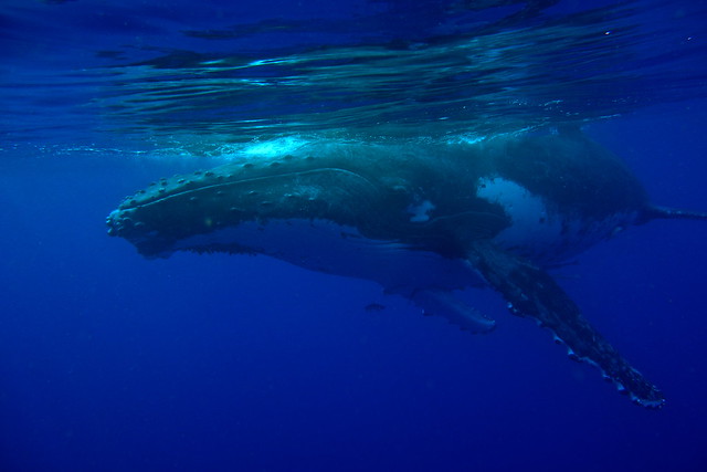 Humpback Whale-Megaptera novaeangliae
