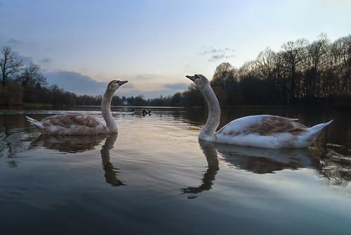 couple of young swans