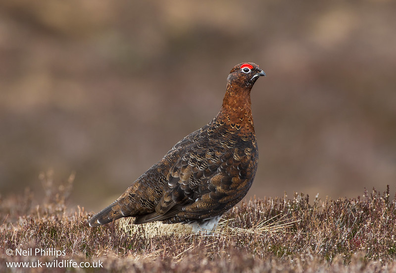 Red grouse_-16