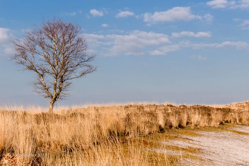 landscape nederland landschaft limburg niederlande dehamert wellerlooi provinzlimburg heidelandschaft eos100d pikmeeuwenwater nationaalparkdemaasduinen limburgnoord märz2015