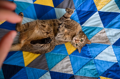 Cat on a Quilt!