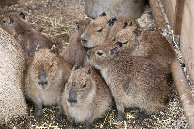 カピバラ Capybara