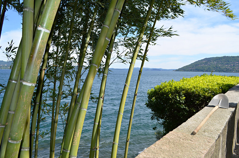 Bamboo, Isola Madre, gardens, Lake Maggiore, Italy