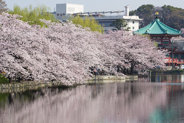 上野公園の桜2015_3
