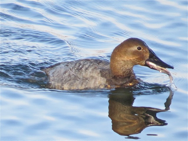 Canvasback at Lake Bloomington in McLean County, IL 14