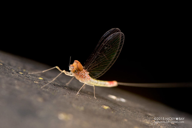 Mayfly (Ephemeroptera) - DSC_4290