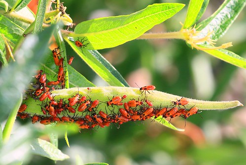 large milkweed bug nymphs waukon city park allamakee county iowa larry reis