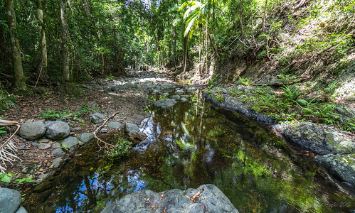 trees reflection water creek palms rainforest rocks stream rocky australia brisbane bushwalking qld queensland 2015 brisbaneforestpark bushwalkers daguilarnationalpark northbrookgorge sonya7r