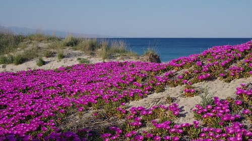 flowers sea primavera spring mare dune duna fiore calabria jonio