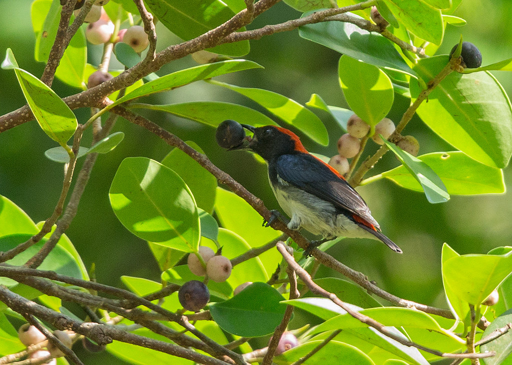 Scarlet-backed Flowerpecker  Thailand