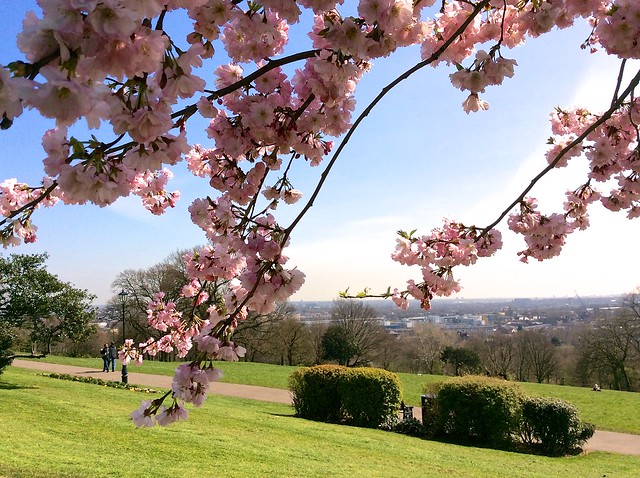 Alexandra Palace Cherry Blossom 2015