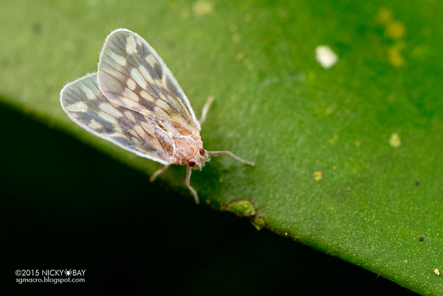 Derbid planthopper (Derbidae) - DSC_4640