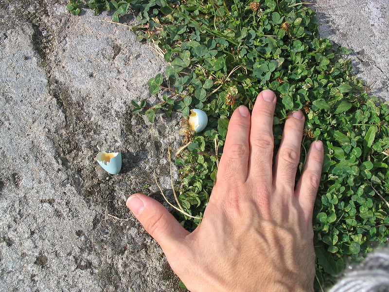 Small eggs near the beach