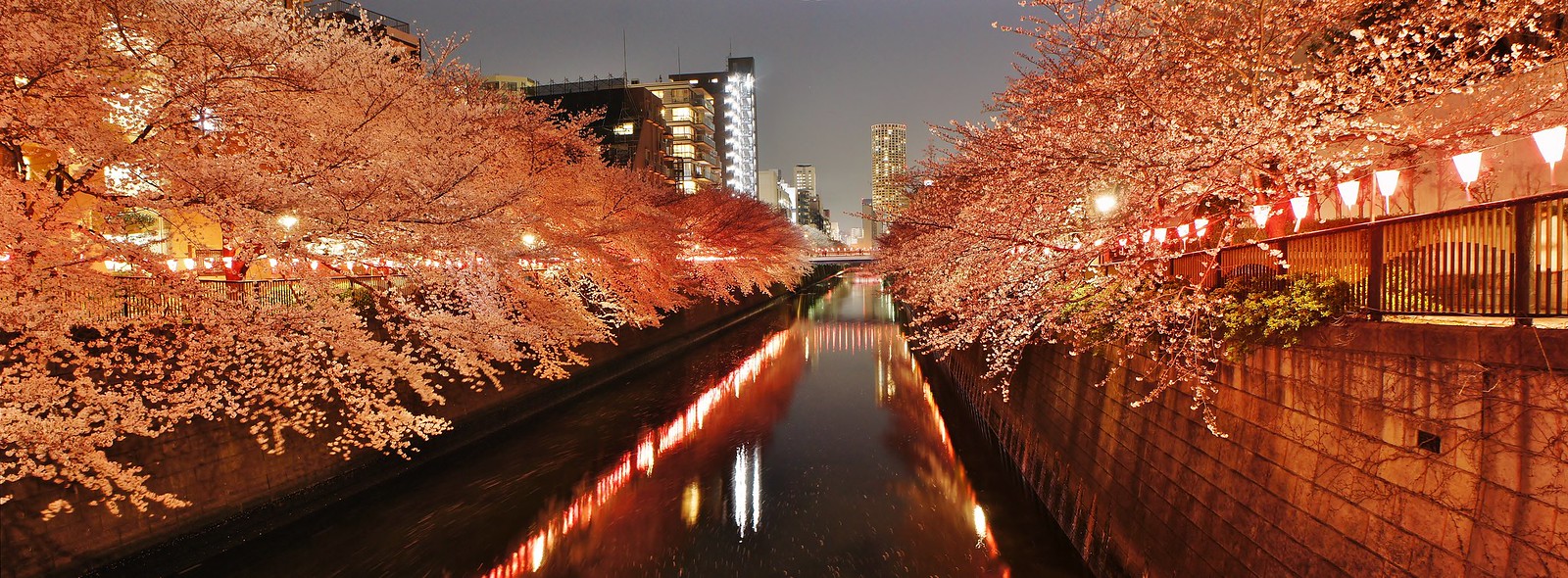 Meguro River Cherry blossom illumination