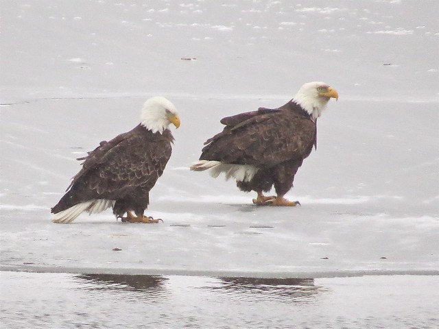 Bald Eagles at Lake Bloomington in McLean County, IL 02