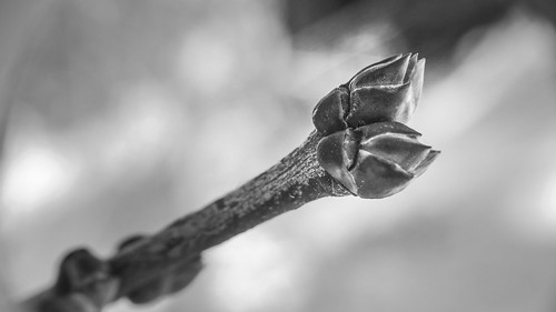 blackandwhite mars macro norway closeup garden grey march norge spring pentax spire sørtrøndelag hage vår sorthvitt knopp 2015 syrin trøndelag soknedal gråtone gauldal midtregauldal pentaxq7 hageliv