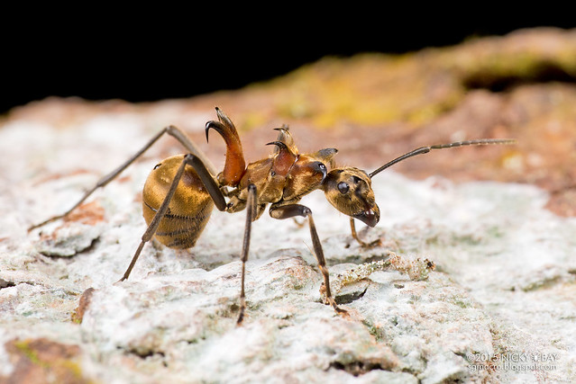 Fish hook ant (Polyrhachis ypsilon) - DSC_4190