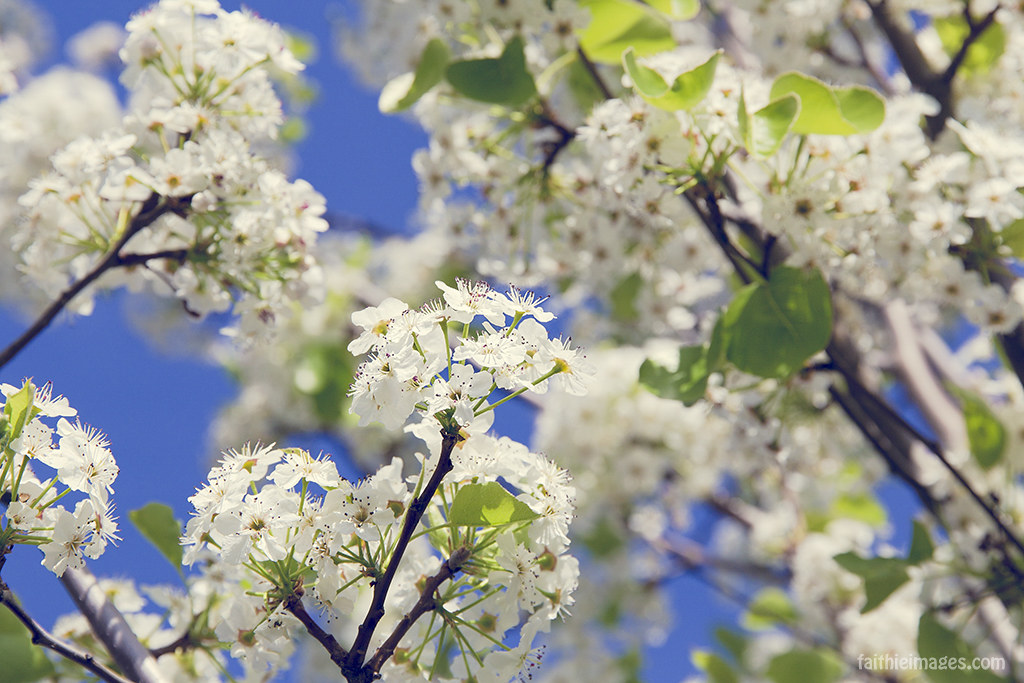 Ornamental pear tree blossoms