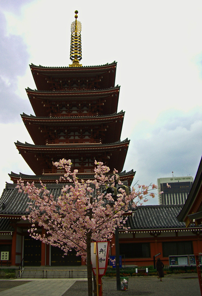 Cherry blossom tree Japan